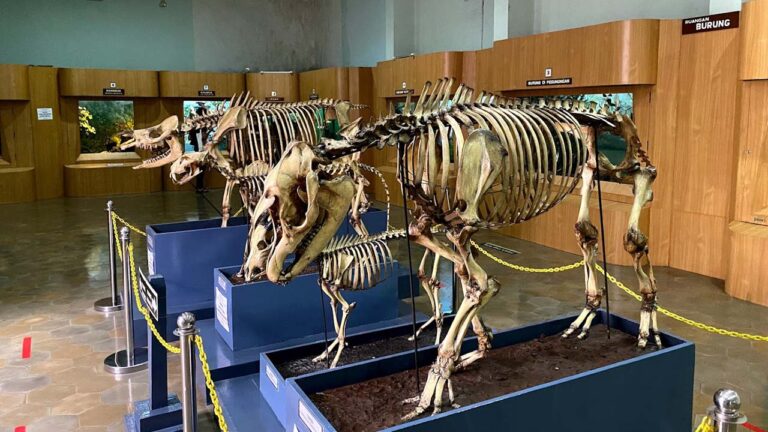 Museum Zoologicum Bogoriense